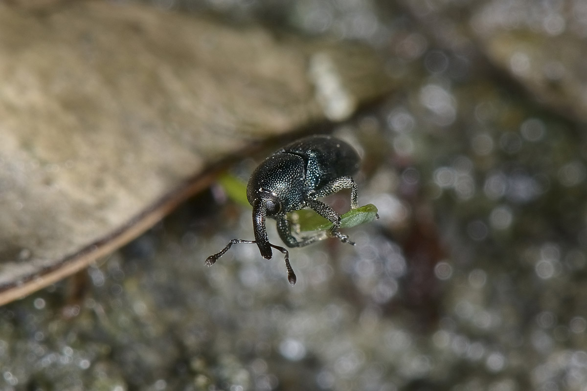 Curculionide da id. - Aulacobaris picicornis